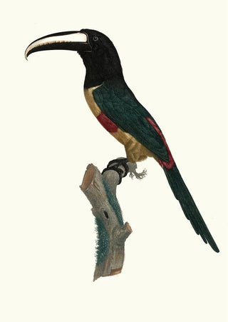 Jacques Barraband - LAracari ceinture rouge.webp