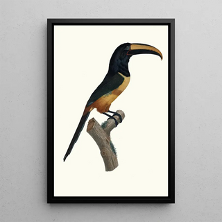 Jacques Barraband - LAracari cinture ceinture rouge dans son extrme viellesse.webp