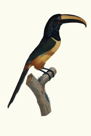 Jacques Barraband - LAracari cinture ceinture rouge dans son extrme viellesse.webp