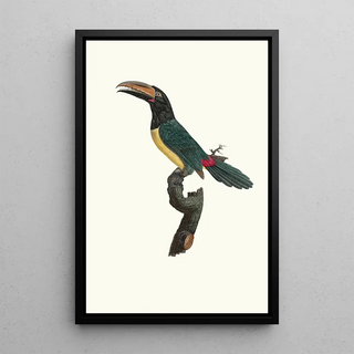 Jacques Barraband - LAracari verd mle.webp