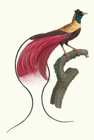 Jacques Barraband - LOiseau de Paradis rouge.webp