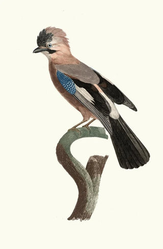 Jacques Barraband - Le Geai dEurope.webp