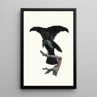 Jacques Barraband - Le Superbe dans ltat du repos.webp