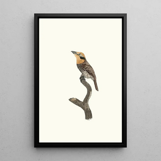 Jacques Barraband - Le Tamatia gorge rousse.webp