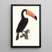 Le Toco - Jacques Barraband — gerahmtes Bild an der Wand