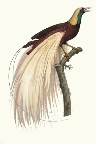 Jacques Barraband - Le grand Oiseau de Paradis mraude mle.webp