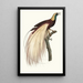 Der große Smaragd-Paradiesvogel männlich - Jacques Barraband — gerahmtes Bild an der Wand