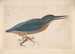 eines Eisvogels auf einem Zweig - Jacques Le Moyne de Morgues — Ansicht des Kunstwerks