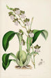 Eine Monographie von Odontoglossum Pl01 - James Bateman — Ansicht des Kunstwerks