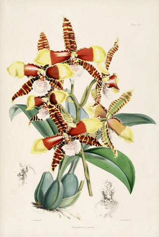 James Bateman - A monograph of Odontoglossum Pl07.webp