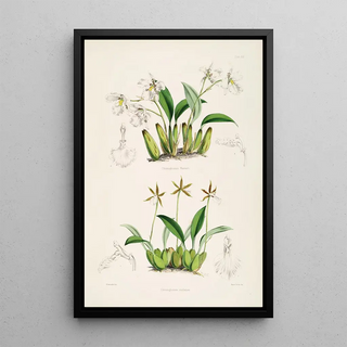 James Bateman - A monograph of Odontoglossum Pl12.webp