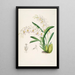 Eine Monographie von Odontoglossum Pl13 - James Bateman — gerahmtes Bild an der Wand