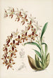 Eine Monographie von Odontoglossum Pl16 - James Bateman — Ansicht des Kunstwerks