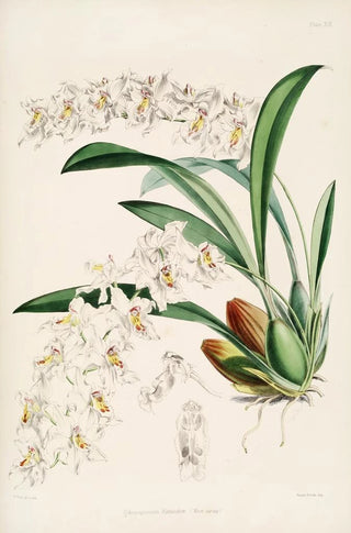 James Bateman - A monograph of Odontoglossum Pl18.webp