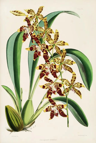 James Bateman - A monograph of Odontoglossum Pl22.webp