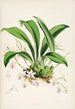 Eine Monographie von Odontoglossum Pl23 - James Bateman — Ansicht des Kunstwerks