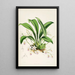 Eine Monographie von Odontoglossum Pl23 - James Bateman — gerahmtes Bild an der Wand