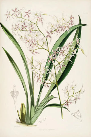 James Bateman - A monograph of Odontoglossum Pl25.webp