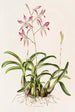 Laelia Autumnalis - James Bateman — Ansicht des Kunstwerks