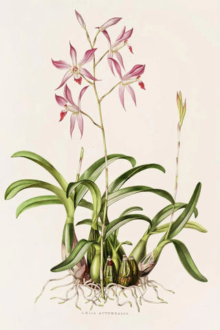 James Bateman - Laelia Autumnalis.webp