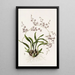 Oncidium Incurvum - James Bateman — gerahmtes Bild an der Wand