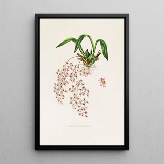 James Bateman - Oncidium Ornithorhynchum.webp