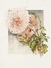 Chrysanthèmes - James Callowhill — Ansicht des Kunstwerks