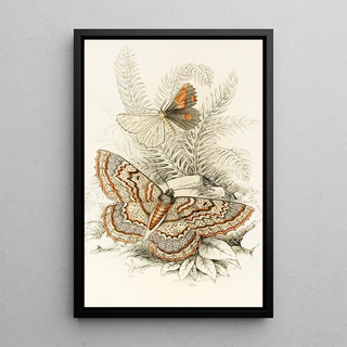 James Duncan - Angerona prunaria Alcis scolopacea.webp