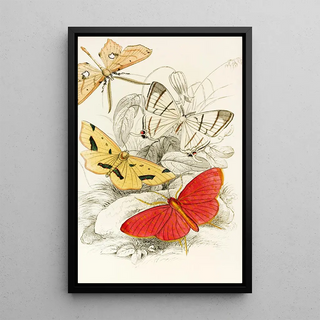 James Duncan - Asthenia podaliriaria Macrotes netrix Venilia sospita Eumelia Rosalia.webp