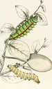 Chenille de Saturnia Cynthia Saturnia Mylitta - James Duncan — Ansicht des Kunstwerks