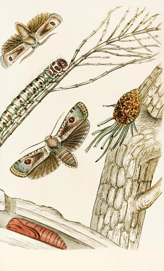 James Duncan - Cryptophasa irrorata.webp