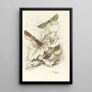 James Duncan - Dichroma equestralis Dichroma histrionalis Dichroma arcualis.webp