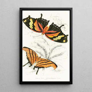 James Duncan - Marius Thetis Fabius Hippona.webp