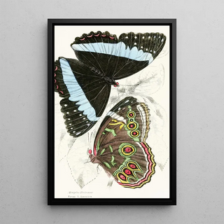 James Duncan - Morpho Helenor.webp