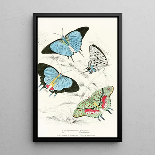 James Duncan - Polyommatus MarsyasPolyommatus Endymion.webp