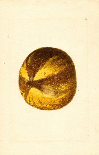 James Marion Shull - Citrus grandis.webp