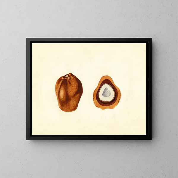 Hyphaene thebaica - James Marion Shull — gerahmtes Bild an der Wand