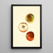 Malus domestica Ben Davis - James Marion Shull — gerahmtes Bild an der Wand