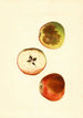 Malus domestica Ben Davis - James Marion Shull — Ansicht des Kunstwerks