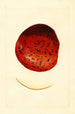 Malus domestica Spitzenberg - James Marion Shull — Ansicht des Kunstwerks