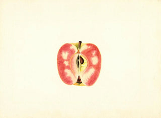 Apfel domestique Surprise - James Marion Shull — Ansicht des Kunstwerks
