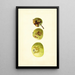 Malus domestica Yellow Transparent - James Marion Shull — gerahmtes Bild an der Wand