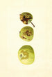 Malus domestica Yellow Transparent - James Marion Shull — Ansicht des Kunstwerks
