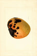 Mangifera indica - James Marion Shull — Ansicht des Kunstwerks