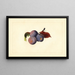 Prunier domestique - James Marion Shull — gerahmtes Bild an der Wand
