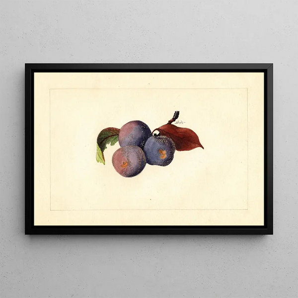 James Marion Shull - Prunus domestica.webp