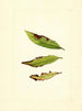 Prunus persica - James Marion Shull — Ansicht des Kunstwerks