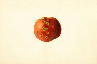 James Marion Shull - Prunus persica Sutler Cling.webp