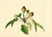 Pyrus communis - James Marion Shull — Ansicht des Kunstwerks