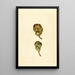 Pyrus communis Seckel - James Marion Shull — gerahmtes Bild an der Wand